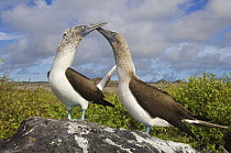 Blue-footed booby (Sula nebouxii excisa) pair, courtship, Punta Cevallos, Española / Hood Island, Galapagos Islands