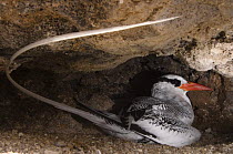 Red-billed tropicbird (Phaethon aethereus) on nest under rock, Punta Cevallos, Española / Hood Island, Galapagos Islands