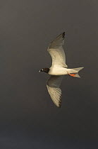 Swallow-tailed gull (Creagrus furcatus) flying, Punto Cevallos, Española / Hood Island, Galapagos Islands