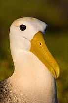Waved albatross (Phoebastria irrorata) portrait, Punta Cevallos, Española Island, Galapagos Islands