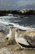 Two Nazca boobies (Sula dactylatra granti) on coast, Punta Cevallos, Española / Hood Island, Galapagos Islands