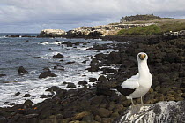 Nazca booby (Sula dactylatra granti) on coast, Punta Cevallos, Española / Hood Island, Galapagos Islands