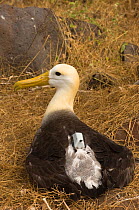 Waved albatross (Phoebastria irrorata) fitted with satellite tracking device, Punta Suarez, Española / Hood Island, Galapagos Islands
