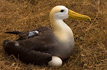 Waved albatross (Phoebastria irrorata) on nest with egg, fitted with satellite tracking device, Punta Suarez, Española / Hood Island, Galapagos Islands