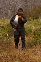 Research worker carries Waved albatross (Phoebastria irrorata) Punta Suarez, Española / Hood Island, Galapagos Islands