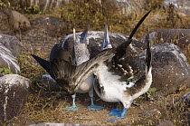Blue-footed booby (Sula nebouxii excisa) pair, courtship display, Punta Cevallos, Española / Hood Island, Galapagos Islands