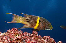 Streamer / Mexican hogfish (Bodianus diplotaenia)  Wolf Island, Galapagos Islands