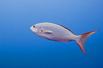 Creolefish / Gringo (Paranthias colonus) Central Isles, Galapagos Islands