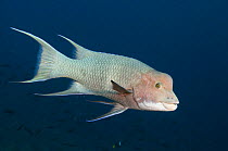 Streamer / Mexican hogfish (Bodianus diplotaenia)  off Wolf Island, Galapagos Islands