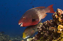 Bicolor parrotfish (Scarus rubroviolaceus) off Wolf Island, Galapagos Islands