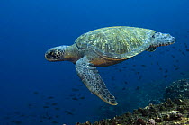 Galapagos green turtle (Chelonia mydas agassizi) swimming underwater, off Wolf Island, Galapagos, Ecuador, South America