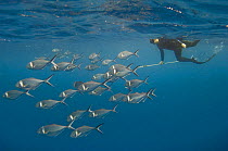 Diver follows shoal of Steel pompano (Trachinotus stilbe) off Wolf Island, Galapagos Islands, Model released