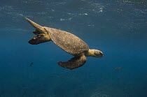 Galapagos green turtle (Chelonia mydas agassizi) swimming underwater, off Wolf Island, Galapagos