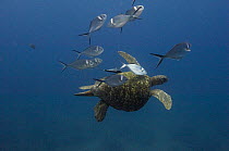 Steel pompano fish (Trachinotus stilbe) cleaning Galapagos green turtle (Chelonia mydas agassizi) off Wolf Island, Galapagos Islands