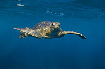 Galapagos gree turtle (Chelonia mydas agassizi) swimming just below the surface, off Wolf Island, Galapagos, Ecuador, South America
