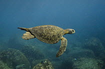 Galapagos green turtle (Chelonia mydas agassizi) swimming off Wolf Island, Galapagos