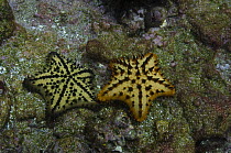 Two Chocolate chip starfish (Nidorellia armata) Central Isles, Galapagos Islands