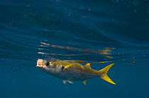 Yellow-tailed mullet (Mugil rammelsbergii) feeding on plankton just below the surface, off Wolf Island Galapagos Islands