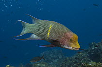 Streamer / Mexican hogfish (Bodianus diplotaenia) off Wolf Island, Galapagos Islands