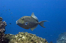 Finescale triggerfish (Balistes polylepis) off Wolf Island, Galapagos Islands