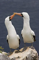 Nazca booby (Sula dactylatra granti) pair on rock, Wolf Island, Galapagos Islands