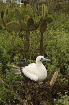 Red-footed booby (Sula sula websteri) on nest, Wolf Island, Galapagos Islands