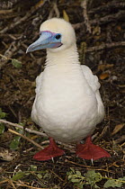 Red-footed booby (Sula sula websteri) portrait, Wolf Island, Galapagos Islands