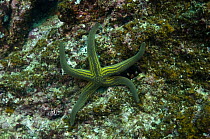 Tan sea star (Phataria unifascialis) off Wolf Island, Galapagos Islands