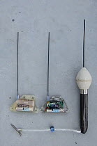 PAT (Pop off Archival Tag) satellite device for tagging Whale sharks (Rhincodon typus), These tags are designed to release and float to the surface on a programable date, used to study Shark migration...