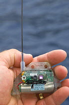 PAT (Pop off Archival Tag) satellite device for tagging Whale sharks (Rhincodon typus), These tags are designed to release and float to the surface on a programable date, Used to study Shark migration...