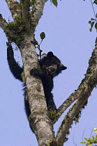 Spectacled / Andean bear (Tremarctos ornatus) adolescent male feeding in fruiting Aquacartillo trees, Maquipucuna Foundation Cloud Forest Reserve, Andes, Ecuador, South America