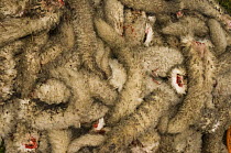 Lamb's tails that have been cut off during lamb marking. This is when three month old lambs have their ears tagged, tails cut off and the males are carstrated, Moss Side Farm, East Falkland Island, Fa...