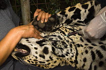 Female Jaguar (Panthera onca) under anaesthetic having blood taken from jugular vein for biometric data and physiological samples for a relocation project, captive, Fundacion Santa Martha Centro de Re...