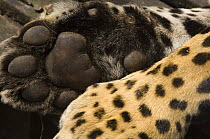 Jaguar (Panthera onca) paw of a female under anesthetic for the collection of biometric data and physiological samples for a relocation project, captive, Fundacion Santa Martha Centro de Rescate, Ecua...