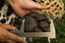 Female Jaguar (Panthera onca) under anesthetic having foot measured as part of the collection of biometric data and physiological samples for a relocation project, captive, Fundacion Santa Martha Cent...