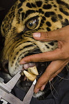Female Jaguar (Panthera onca) under anesthetic, having teeth measured as part of the collection of biometric data and physiological samples for a relocation project, captive, Fundacion Santa Martha Ce...