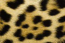 Jaguar (Panthera onca) close-up of fur showing pattern of a female under anesthetic having biometric data and physiological samples taken for a relocation project, captive, Fundacion Santa Martha Cent...
