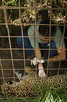 Veterinarian Alexandra Blanco with female Jaguar (Panthera onca) under anesthetic having biometric data and physiological samples taken for a relocation project, captive, Fundacion Santa Martha Centro...