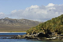 View from Kidney Island looking west towards Mount Low on East Falkland, Falkland Islands