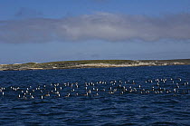 Imperial shag / King cormorant / Imperial cormorant (Phalacrocorax albiventer) on water off, Kidney Island, Falkland Islands