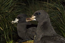 Two White-chinned petrels (Procellaria aequinoctialis) on nests amongst Tussock grass, Kidney Island, Falkland Islands