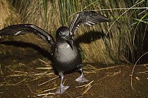 Sooty shearwater (Puffinus griseus) stretching wings, Kidney Island, Falkland Islands
