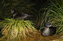 Two Sooty shearwaters (Puffinus griseus) amongst Tussock Grass (Poa flabellata) Kidney Island, Falkland Islands