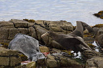 Southern giant petrel (Macronectes giganteus) feeding on Southern elephant seal (Mirounga leonina) weaner that had come to the island to moult and was then killed by a South American sealion Bull, Kid...