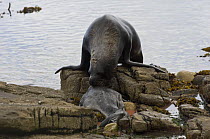 South American sealion (Otaria flavescens) bull eating Southern Elephant Seal weaner (Mirounga leonina) that had come ashore to moult, Kidney Island, Falkland Islands