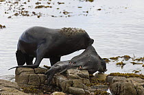 South American sealion (Otaria flavescens) bull eating Southern elephant seal (Mirounga leonina) weaner that had come ashore to moult, Kidney Island, Falkland Islands