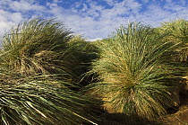Tussock grass (Poa flabellata) Kidney Island, Falkland Islands