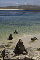 South American sealion (Otaria flavescens) bull on rock with two females in the sea, Kidney Island, Falkland Islands