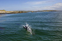 Peale's dolphin (Lagenorhynchus australis) at surface, Falkland Islands