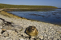 Southern elephant seal (Mirounga leonina) weaner on beach during moult, Kidney Island, Falkland Islands